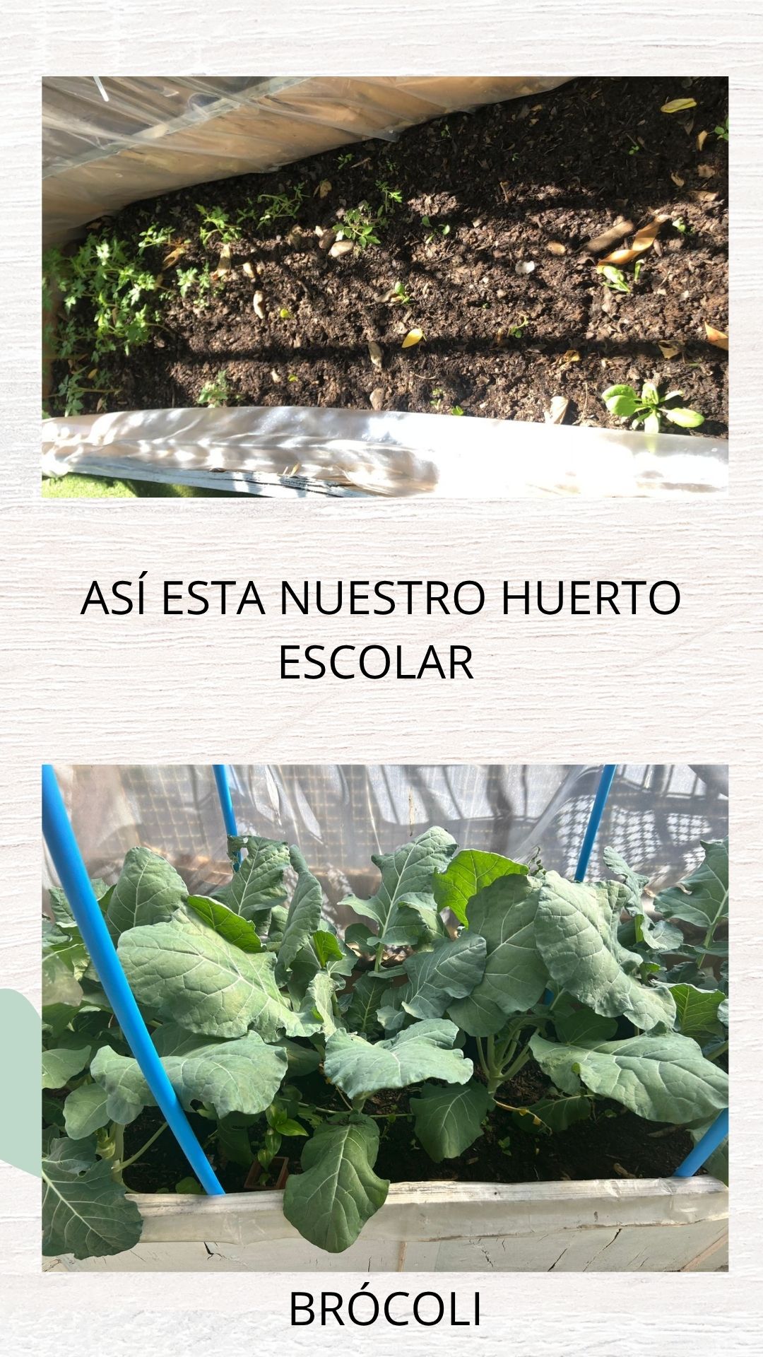 AVANCES HUERTO ESCOLAR AVANCES HUERTO ESCOLAR